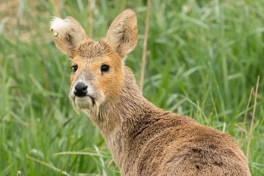 Chinese water deer copyright Don Sutherland