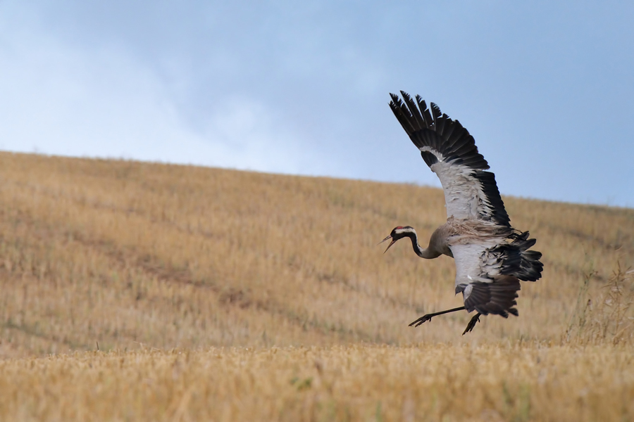 Common Crane copyright Artur Rydzewski