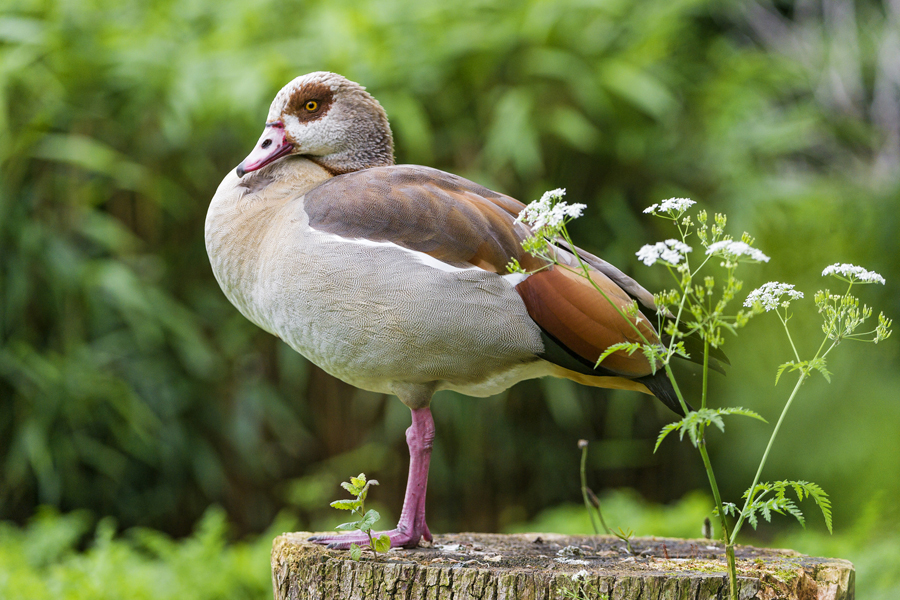 Egyptian goose copyright Tambako