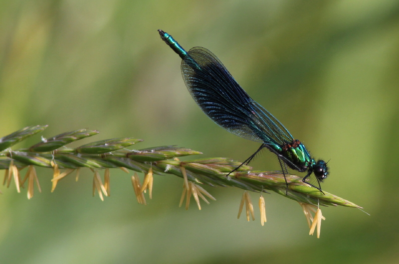 Banded demoiselle damselfly 