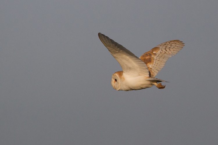 Barn owl © Natural England Allan Drewitt https://flic.kr/p/oeka78