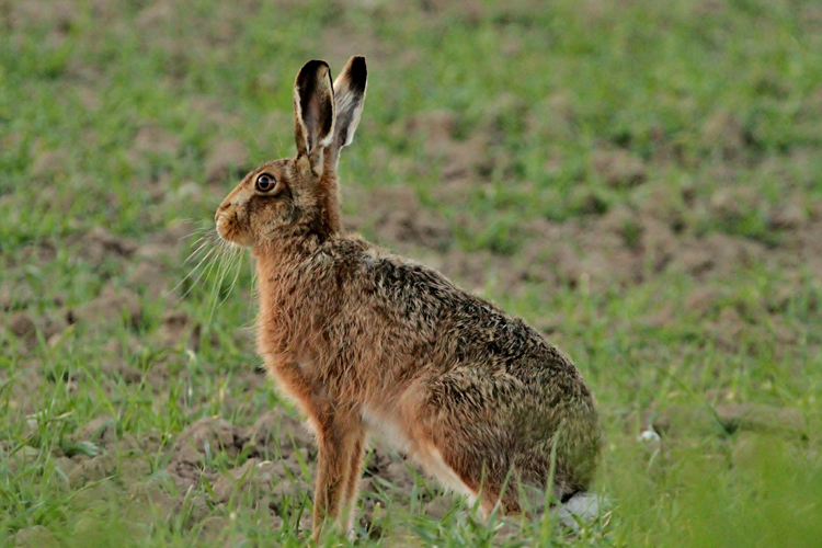 Hare © Jo Garbutt