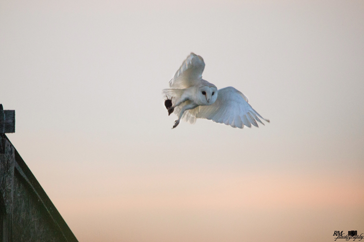 Barn owl at dusk © Ryan Mitchell