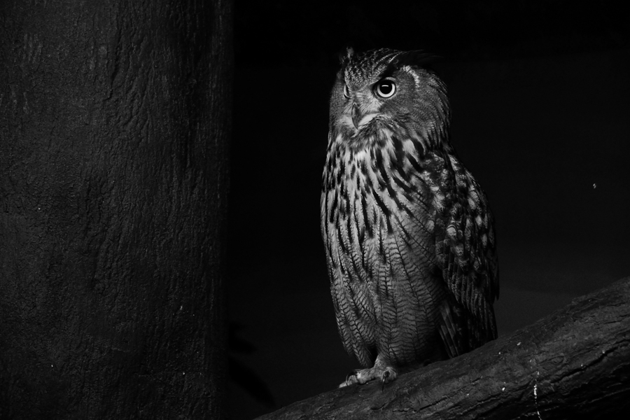 Owl © Holley and Chris Melton (Flickr)