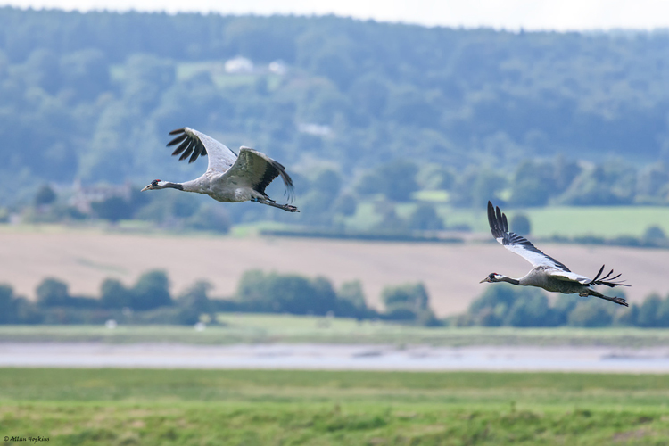 Cranes © Allan Hopkins