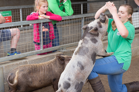 wroxham barns pigs