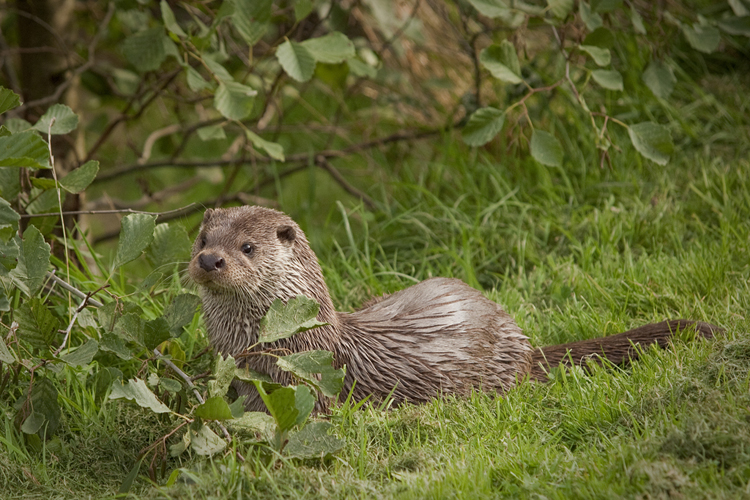 Otter © Kentish Plumber (Flickr)