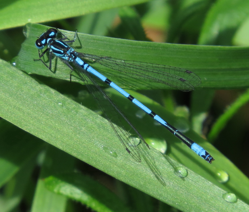 Azure damselfly