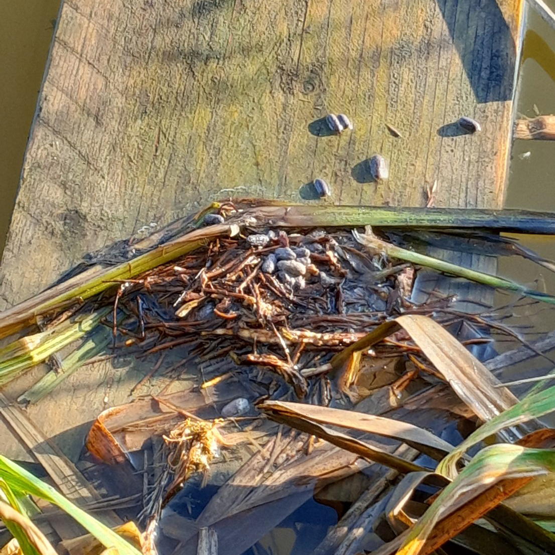 A wooden raft floating on water with a pile of reeds, twigs, and animal droppings on top, suggesting signs of wildlife activity.A wooden raft floating on water with a pile of reeds, twigs, and animal droppings on top, suggesting signs of wildlife activity.