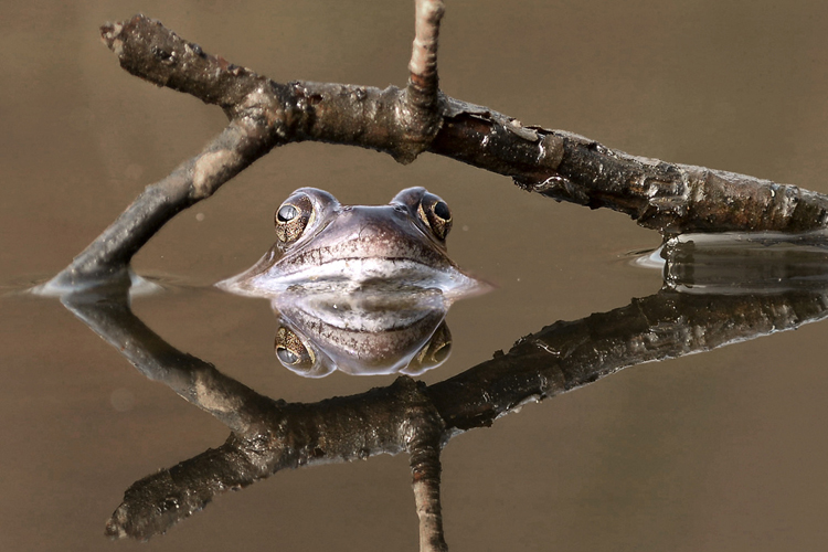 Common Frog © Kentish Plumber