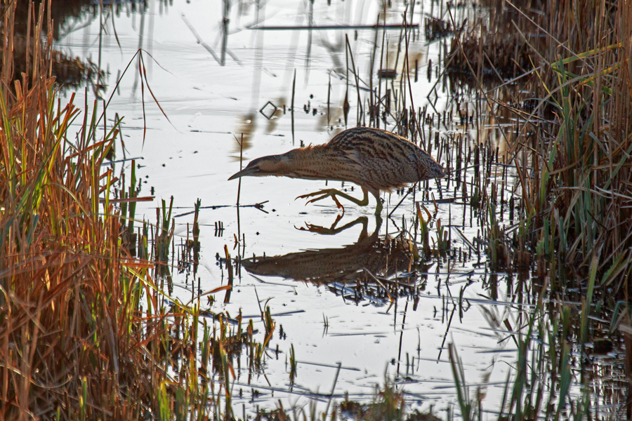 Bittern copyright GrahamC57