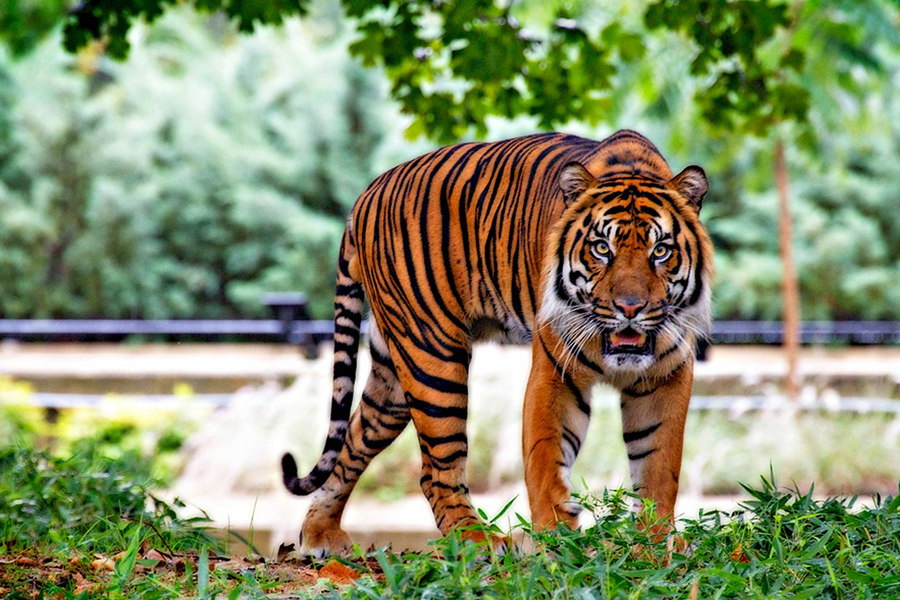 sumatran tiger