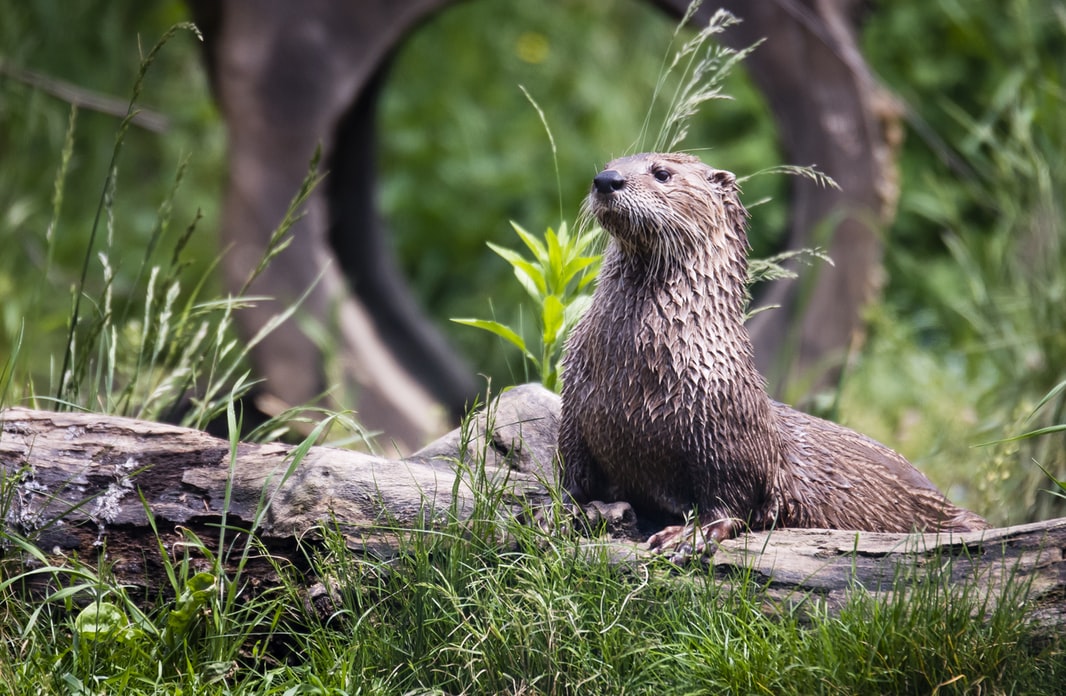 Eurasian otter