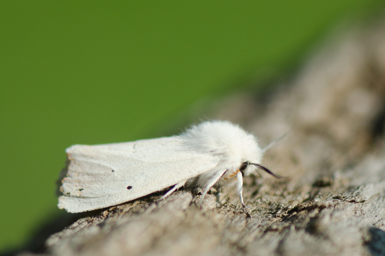 Water Ermine Moth © Thijs Calu (Flickr) 