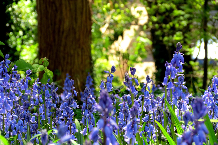 English bluebells