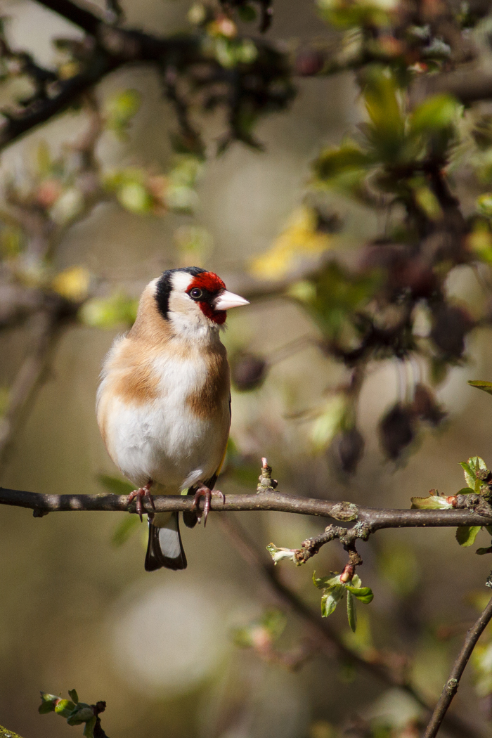 Goldfinch copyright Phil McIver