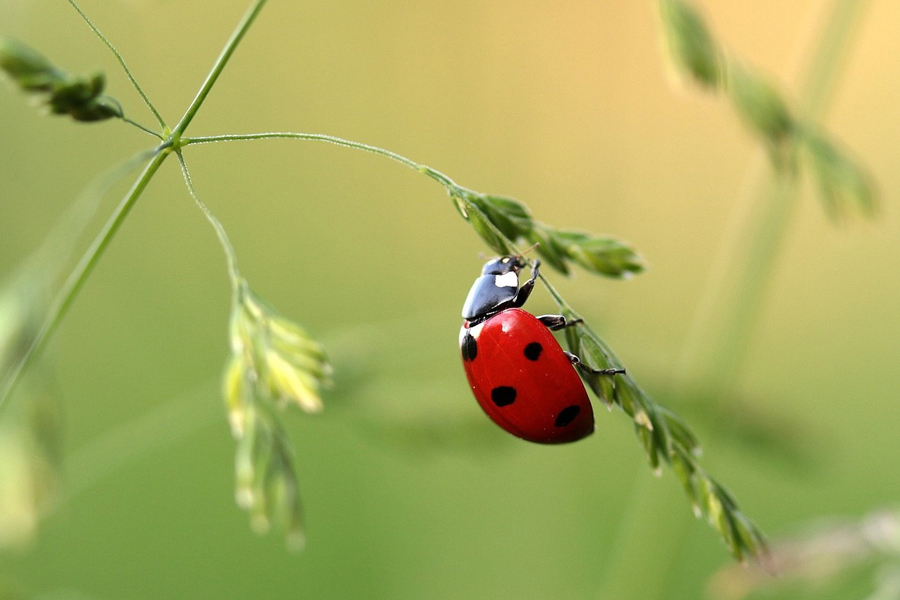 Ladybird