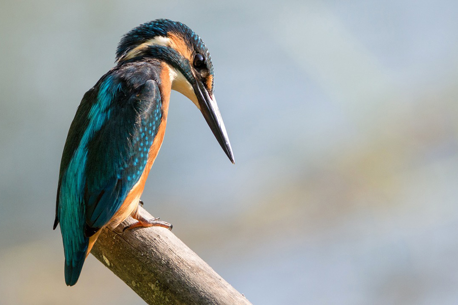 Kingfisher