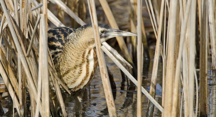 Wildlife in the Broads National Park - Bittern