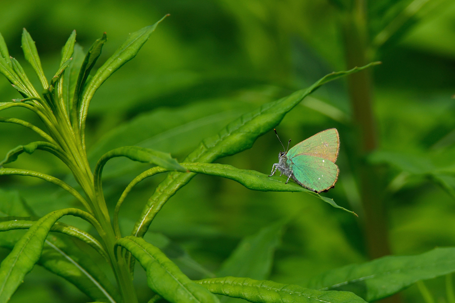 Green hairstreak butterfly copyright Tom Lee