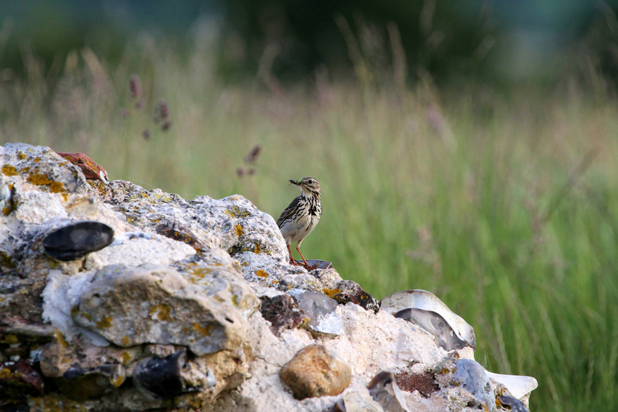 meadow pipit st benets copyright jo garbutt