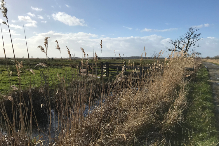 Reeds in the broads