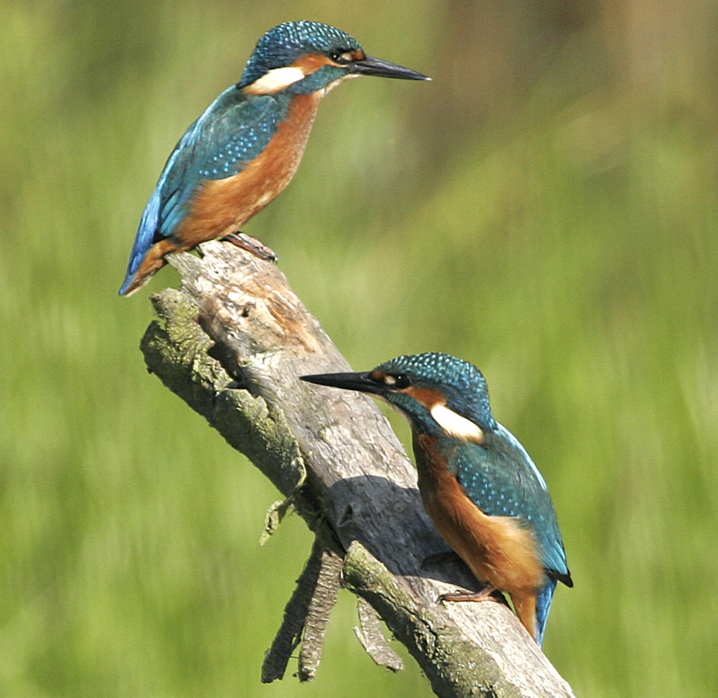 Kingfisher