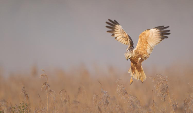 Wildlife in the Broads National Park - Marsh Harrier