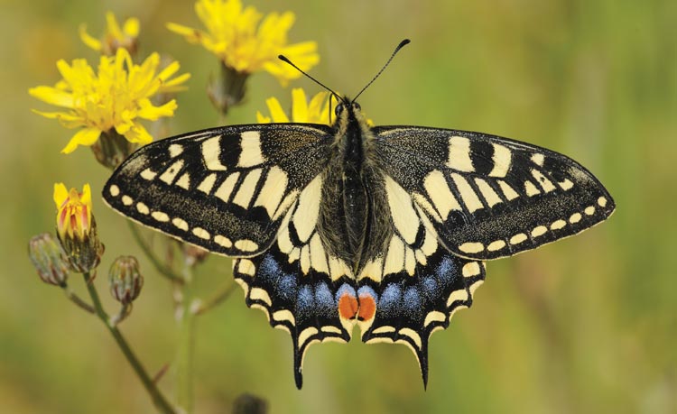 Swallowtail butterfly