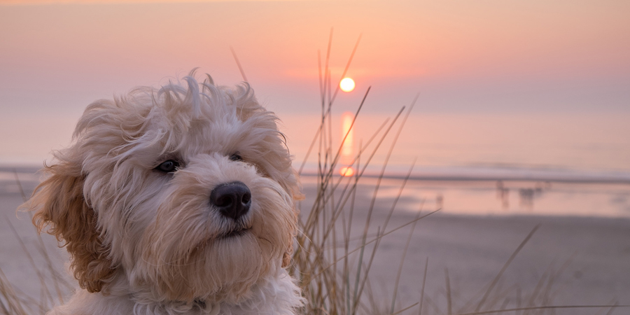 Ole during Sunset © Markus Jaschke (Flickr)