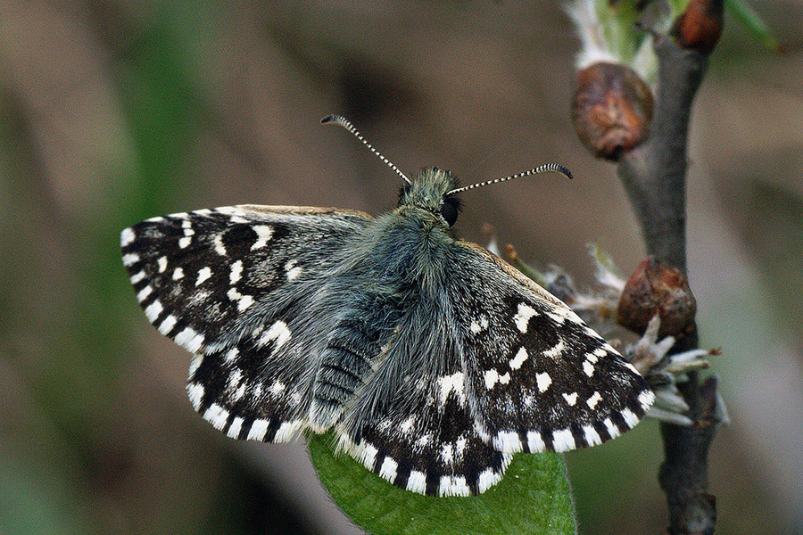 Grizzled Skipper butterfly copyright Ilia Ustyantsev