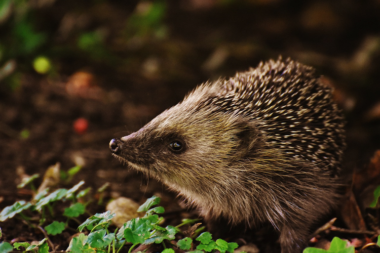 Hedgehog in shrubbery