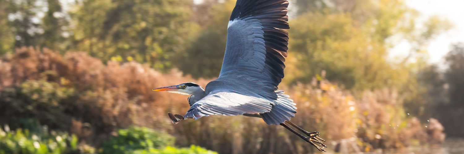 heron in flight