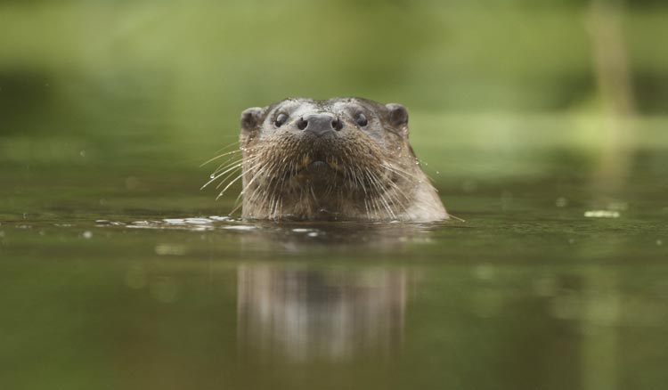 Wildlife in the Broads National Park - Otter