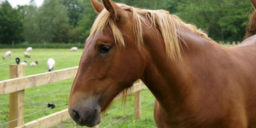 Suffolk Punch © Martin Pettitt Flickr