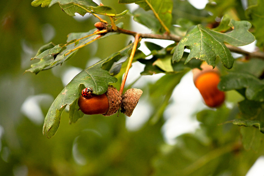 Acorns on oak tree