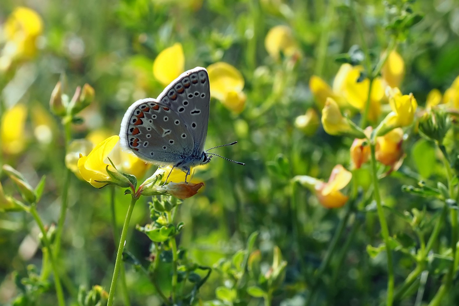 Common blue butterfly