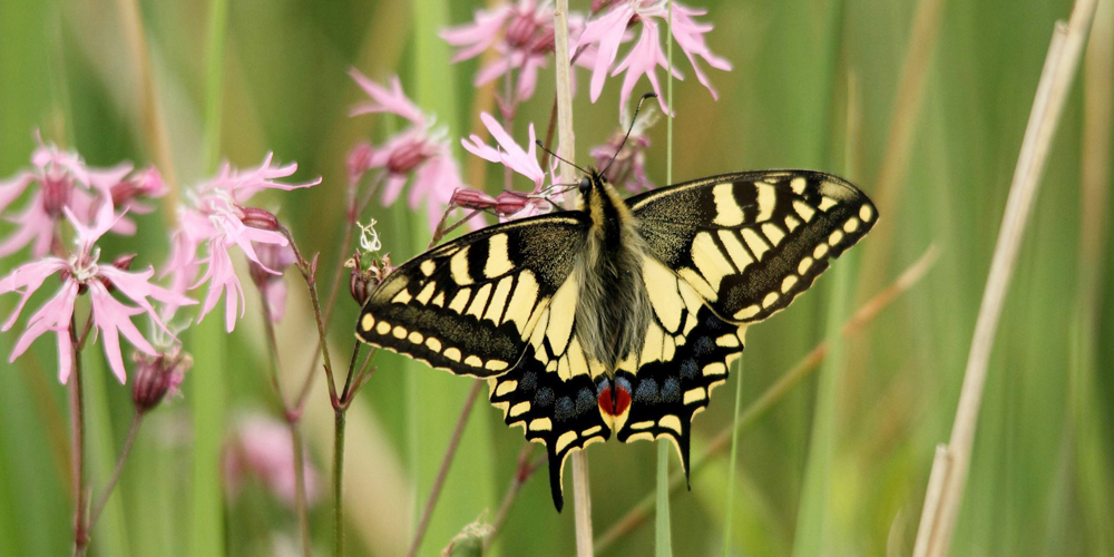 A yellow and black Swallowtail butterfly