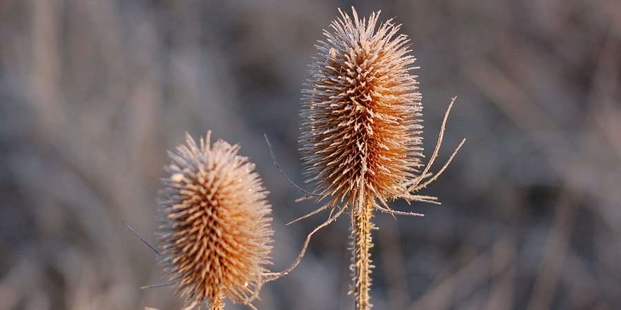 Teasel Heads © Big Eagle Owl (Flickr)