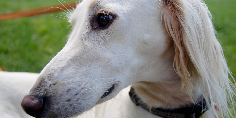 Beautiful Saluki © Renee Johnson (Flickr) 