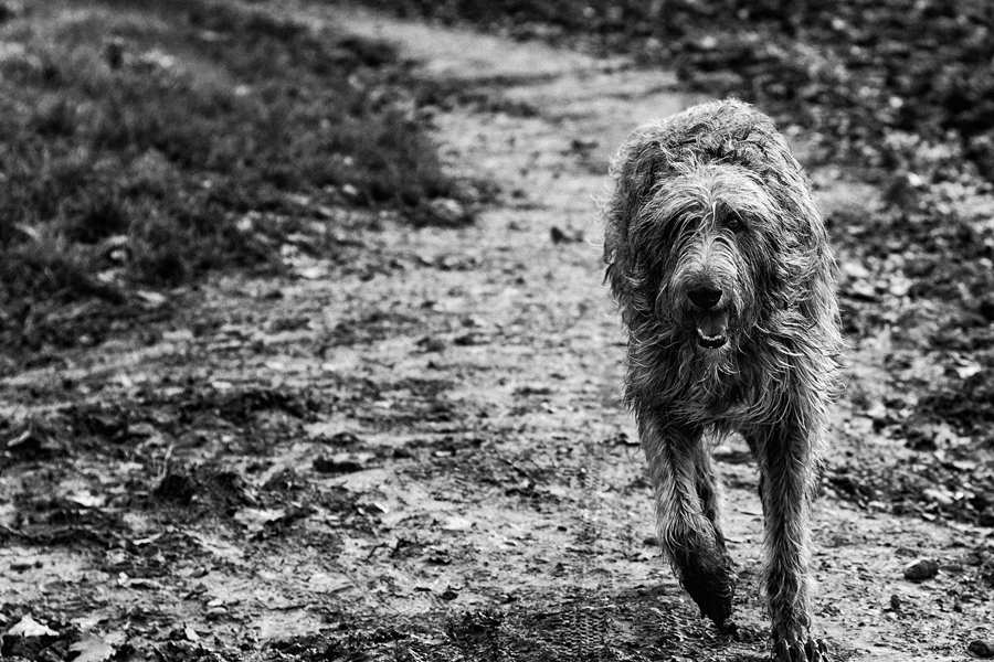 The Black Shuck © Adam Singer