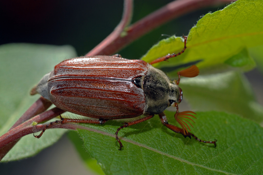 cockchafer copyright jürgen mangelsdorf