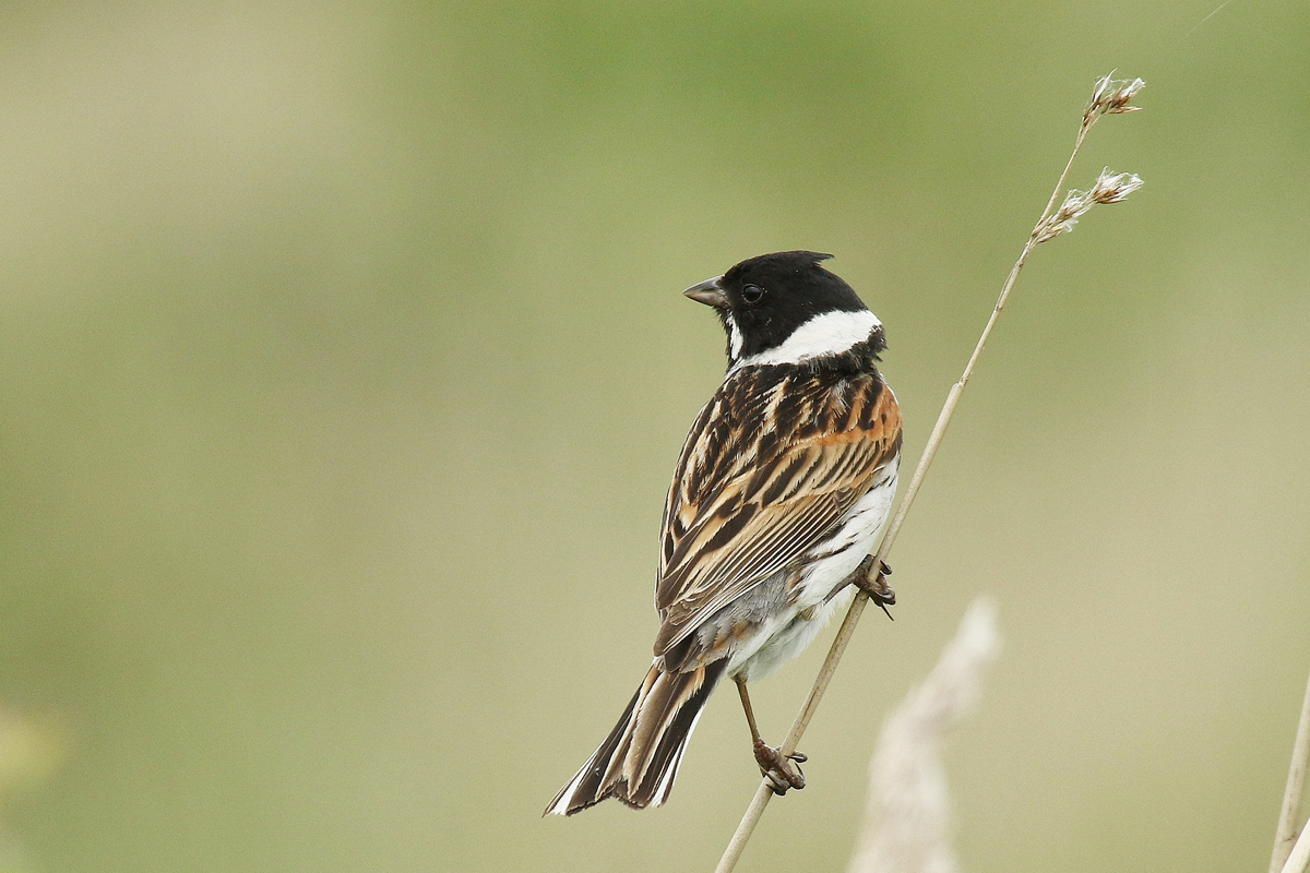 reed bunting © paul sutton