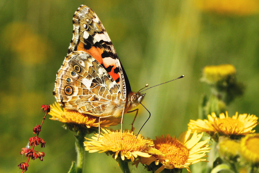 Painted lady butterfly