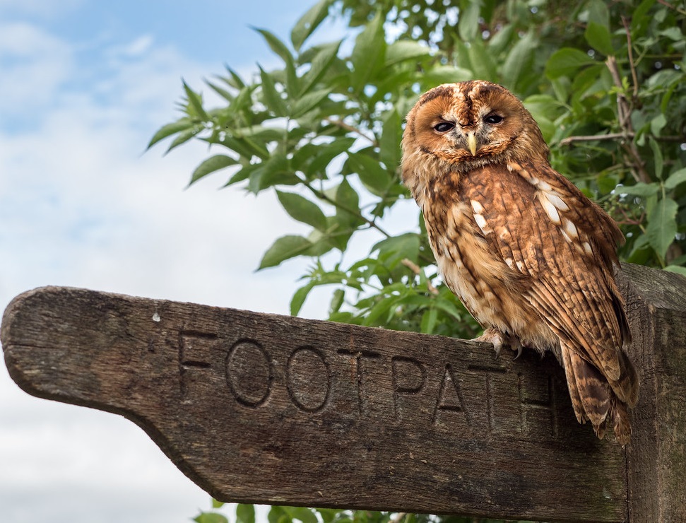 Footpath and owl