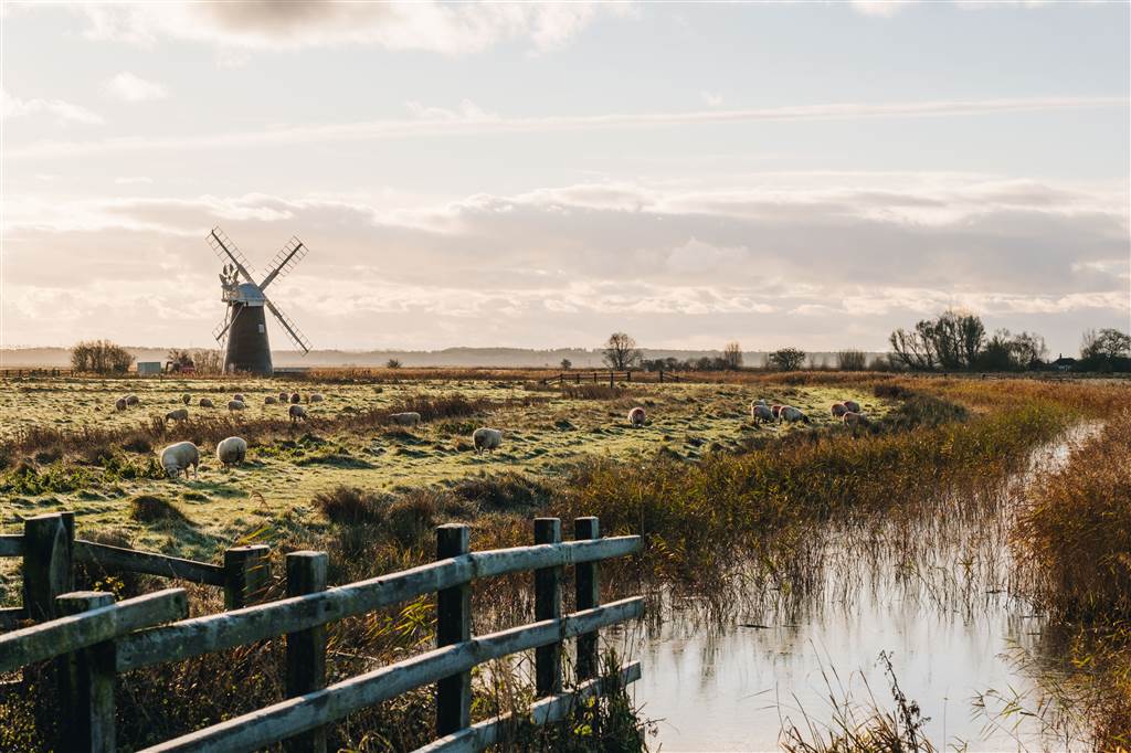 Mutton's Mill with sheep