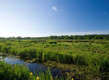A vibrant landscape of river, bordered on each side by bright green 