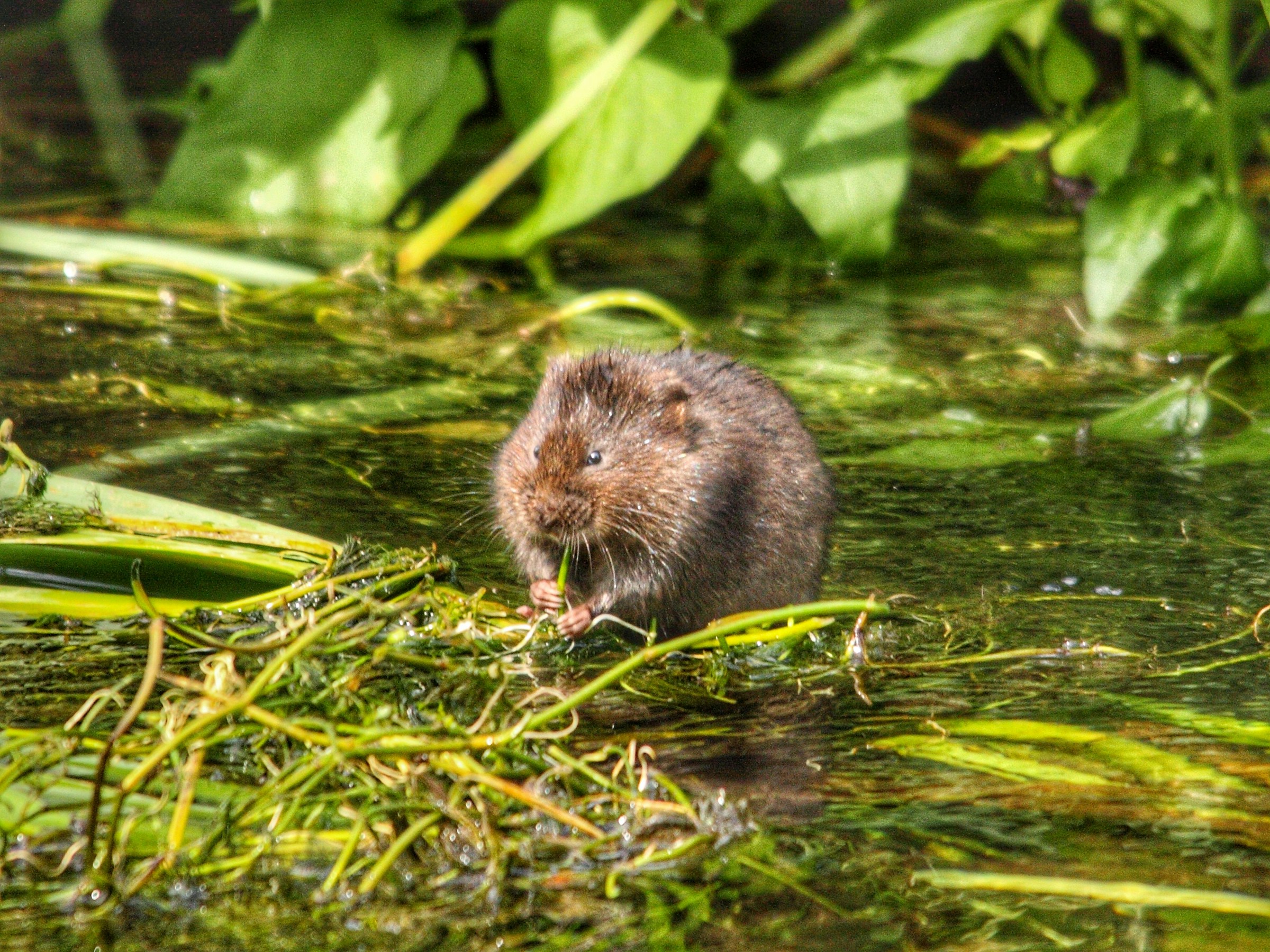 a photograph of a brown-coloured water vole sitting in some water feeding on vegetation