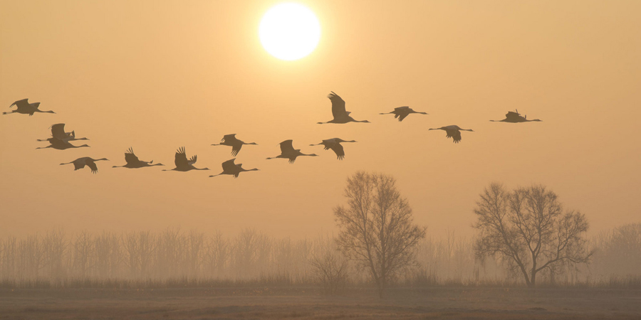 Common Cranes © Artur Rydzewski (Flickr)