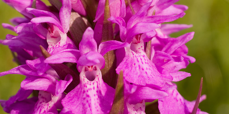 Southern marsh orchid © David Evans